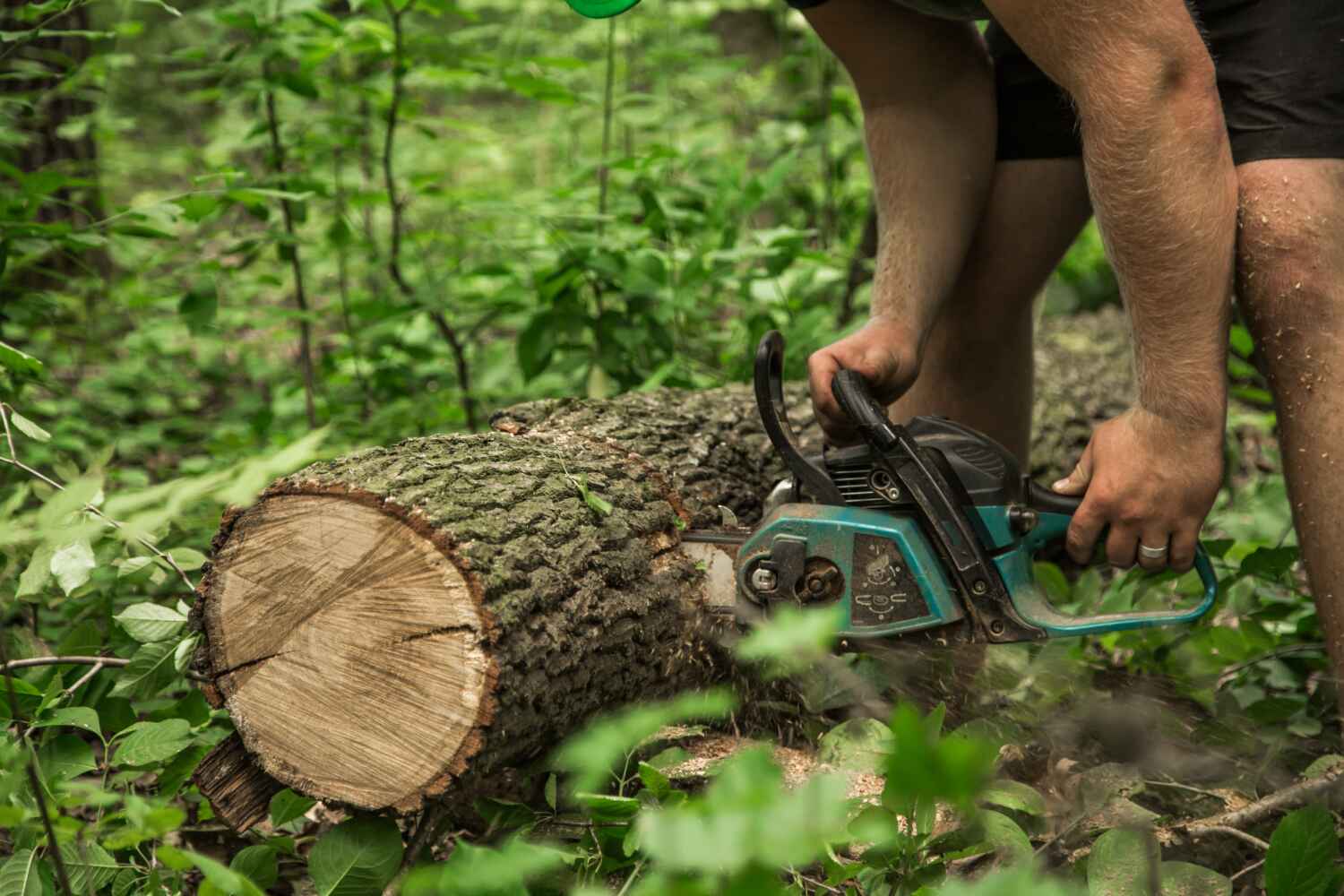 Large Tree Removal in Lionville, PA